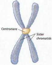 A chromosome and it's duplicate, attatched to one another by a centromere until separated during mitosis.