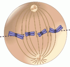 -centrosomes are now at opposite poles of the cell 
-chromosomes arrive at metaphase plate 

