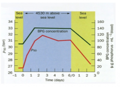 -More erythrocytes
-More Hb per cell
-Increased BPG synthesis and concentration