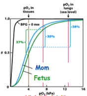 -Fetal Hb binds BPG w/ lower affinity
-BPG crosses placenta
-Lets mom drop off O2 to fetus