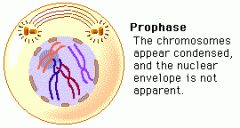 The chromosomes in the nucleus become visible as they shorten and thicken. (In animal cells) centrioles move to opposite poles of the cell and provide attatchment for the spindle fibres. The nuclear membrane dissolves.