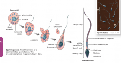acrosome- contains enzymes for fertilization. (during spermiogenesis, saccules of spermatid golgi apparatus fuse and flatten into an acrosomal vesicle that forms this)
tail- movement assisted by mitochondrial ATP energy. ONLY flagellum in the hum...