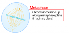 Chromosomes composed of sister chromatids move toward the centre of the cell to form the equatorial plate.