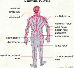 The nervous system consists of the brain, spinal cord, sensory organs, and all of the nerves that connect these organs with the rest of the body. Together, these organs are responsible for the control of the body and communication among its parts.