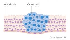 Sperm-producing cells (spermatogonia), and the cells of a cancerous tumor.