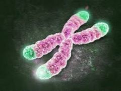 The cap at the end of a chromosome. Each time a cell goes through the cell cycle and divides, the telomeres shorten.