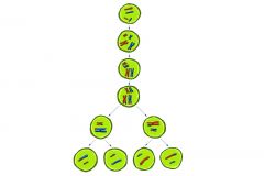 Two-stage cell division in which the chromosome number of the parental cell is reduced by half.