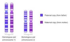 Paired chromosomes similar in shape, size, gene arrangement, and gene information.