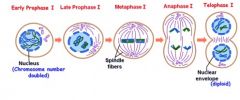 Reduction division. Occurs when the diploid cell is reduced to the haploid cell.
