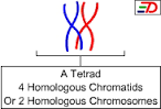 A pair of homologous chromosomes, each with two chromatids.
