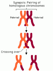 The exchange of genetic material between two homologous chromosomes.