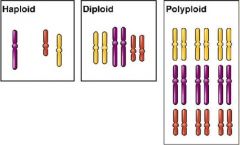 A condition in which an organism has more than two complete sets of chromosomes.