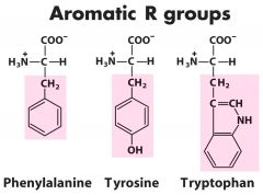 1. Phenylalanine (alanine w/ phenyl group)


2. Tyrosine (OH on end of the phenyl group)


3. Tryptophan (endol group)