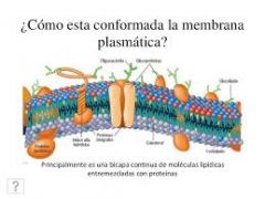La membrana se conforma...
