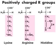 1. Lysine


2. Arginine


3. Histidine


 


Histidine side chain dissociates at neutral pH
Lys and Arg are in high amounts in histones