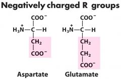 1. Aspartate (aspartic acid w/ H)


2. Glutamate (glutaminc acid w/ H)