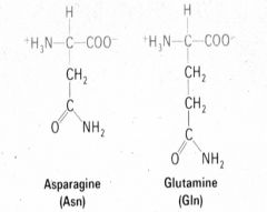 1. Asparginine (Asn)


2. Glutamine (Gln)