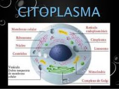 Función de citoplasma