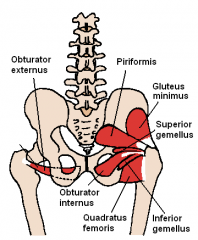 

INSERTION: Anterior part of medial aspect of greater trochanter of femur
ACTION: laterally rotates and stabilizes hip
