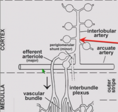 Aorta -> renal artery -> arteries between lobules -> arcuate arteries (at corticomedullary junction) -> interlobular/cortical penetrating arteries -> afferent aa. -> glomerulus capillaries -> efferent aa -> vasa recta (countercurrent exchange)