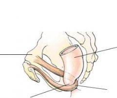 -subdivision of levator ani 

-forms sling around rectum pulling gut tube anteriorly

so that the anal canal descends at an angle of approximately 900 to the
rectum.