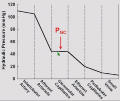 Aortic pressure is around 110 mmHg. Very little pressure drop until afferent arteriole - major site of resistance.
Pgc does not change much from afferent to efferent end because many parallel capillaries.
Pressure drops over efferent arteriole aga...