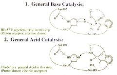 General Base Catalysis


The electrons from the histidine pull the hydrogen (proton) away from the oxygen, making the oxygen more reactive (more like hydroxide) as it reacts with the carbonyl carbon
The aspartate aims the histidine towards the "hy...