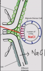 Macula densa (at junction of distal tubule and pole of parent glomerulus) senses NaCl concentration.

Low salt concentration indicates low flow rate - most of salt is reabsorbed in thick ascending limb
High salt concentration indicates high flow r...