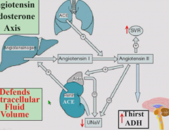 Angiotensinogen released by liver and kidney is processed by renin into angiotensin 1.Angiotensin 1 is converted to angiotensin 2 by angiotensin-converting enzyme.
Angiotensin II is a vasoconstrictor, increases thirst, and stimulates adrenal aldos...