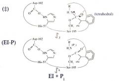 Product 1 (P1) is released


The part stuck to the enzyme is the ACYL ENZYME INTERMEDIATE (EI) which hangs around for a long time.
This is the end of the initial burst. After this, we're starting to get into the steady state and we are now startin...