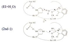 Water enters the active site (hydrolysis)


This is the steady state rate limiting step
Hydrolysis is slower than the initial serine attack because it's not as easily oriented because serine is stuck in there. Water is also not as good of a nucleo...
