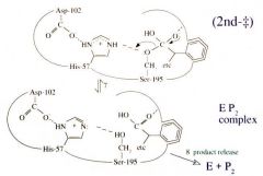 General acid catalysis (His-57) and breaking of the acyl enzyme intermediate bond to Ser-195


 


 


 
