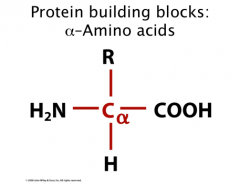 Protein Building Blocks