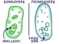What is a prokaryotic cell?