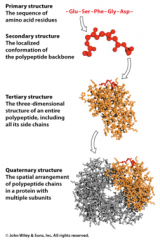 4 levels of protein structure