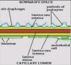 Podocytes 
Trilaminar basement membrane - lamina rara externa, lamina rara interna, and lamina densa
Fenestrated endothelium  