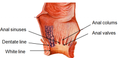 arranged in longitudinal folds/anal columns 

-

 the
inferior ends of which are linked by ridges called anal valves