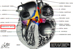 Fusion of two components derived from Endocardial Cushion Tissue:
- Inferior edge of Conotruncal Septum (dividing proximal outflow region)
- Part of Ventral Endocardial Cushion of Septum Intermedium

- Cushion tissue is transformed into Fibrou...