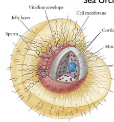 Egg jelly produces molecules that attract sperm
Egg jelly triggers acrosome reaction