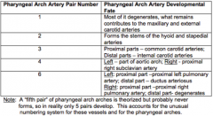Forms stems of HYOID and STAPEDIAL arteries