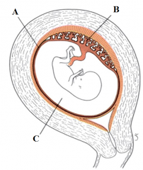 Define the labels A - C from the diagram of a uterus at the end of the 3rd month of pregnancy.