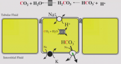 1. Filtered bicarbonate combines with secreted proton outside cell - H+ + HCO3- -> H2CO3 -CA-> CO2 + H2O
2. CO2 gas diffuses into cell. CA catalyzes CO + H2O to create H+ and HCO3-
3- HCO3- moves out of basolateral membrane via HCO3-/Na+ transport...