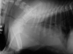 hypoplastic trachea

decreased generalized lumen of the trachea
- static (no change with repeated images)

bulldog that is 2-3 mo old and has always had difficulty breathing