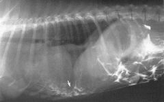 celiogram of diaphragmatic hernia

Inject iodinated (NOT barium!) contrast medium into the peritoneal cavity

Lift the hindquarters of the dog to get the contrast to flow cranially 

If there is an abnormal hole in the diaphragm, the contrast will s