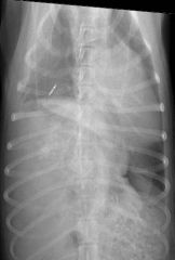 Mediastinal shift due to diaph hern

The mediastinum (with the cardiac silhouette) is shifted to one side on the DV or VD radiograph

Due to:

Pull forces
- Recumbent atelectasis
- Previous  lung lobectomy
- Bronchial obstruction …
   - Decrease