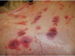 What does this image of midge bites on a sheep show ?