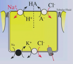 2/3 of NaCl absorption in late proximal tubule.
NaCl absorption coupled by nonionic diffusion.
Secreted H+ combines with secretes organic acid to form HA - nonionic species that diffuses into cell.
HA dissociates in cell and H+ and A- are recycled...