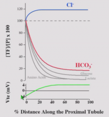 For every HCO3- absorbed in PT, we leave behind a Cl- so Cl- increases along tubule.
Transepithelial potential is lumen negative in early proximal tubule because reabsorbing Na+ and leaving behind Cl-.
As Cl- builds up in lumen, transepithelial po...