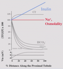 Inulin is not reabsorbed so change is index of water being absorbed.
[Inulin] increases linearly through length of PT as water is reabsorbed, leaving inulin behind.