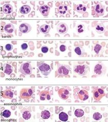 - characterized by number of nuclei present and granules in the cytoplasm 
- divided into :
1. Polymorphonuclear Granulocytes:
-Neutrophils
-Eosinophils 
-Basophils 
2. Mononuclear Agranulocytes :
-Monocytes
-Lymphocytes